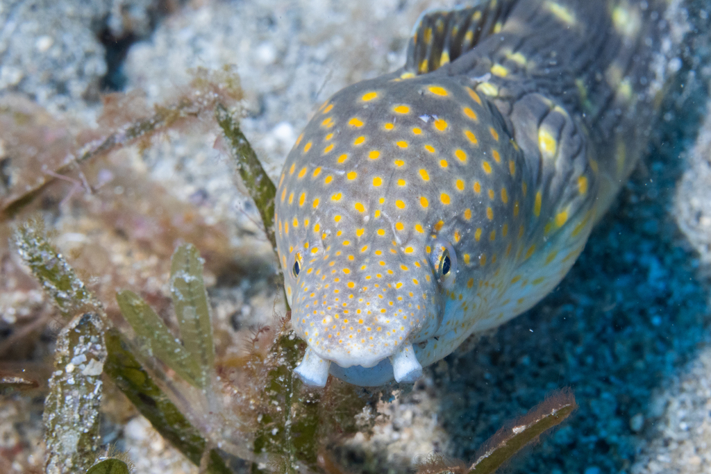 Culebra rosario (Myrichthys breviceps) — Ophichthidae
