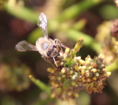 Image of Thesium aggregatum by (c) Tony Rebelo, some rights reserved (CC BY-SA)