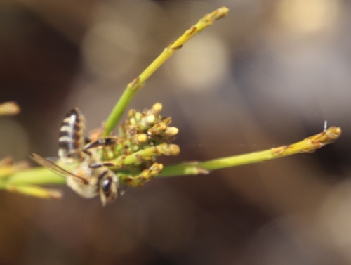 Image of Thesium aggregatum by (c) Tony Rebelo, some rights reserved (CC BY-SA)
