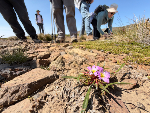 Calandrinia colchaguensis, photograph 5