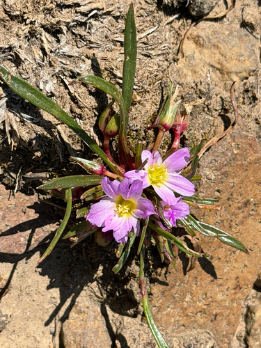 Calandrinia colchaguensis, photograph 4