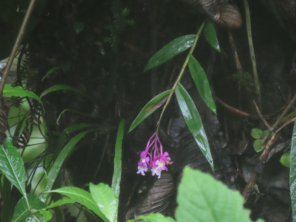 Epidendrum porphyreum; photograph (c) Alina Martin, some rights reserved (CC BY)