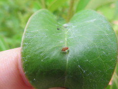 Nigma puella