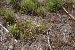 Metalasia pulchella
