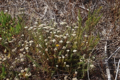 Metalasia pulchella
