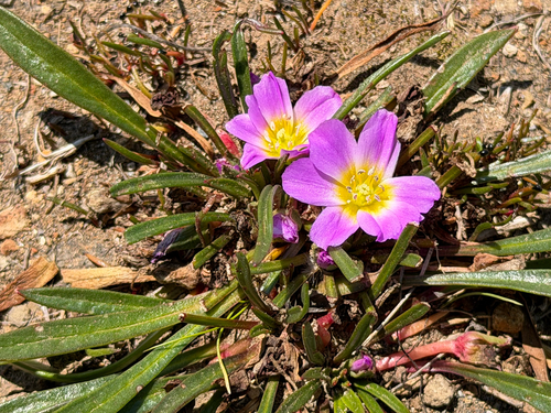 Calandrinia colchaguensis