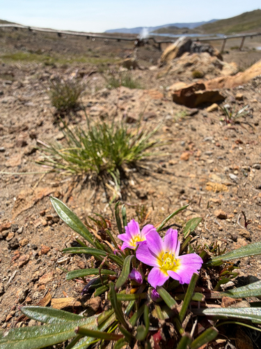 Calandrinia colchaguensis, photograph 1