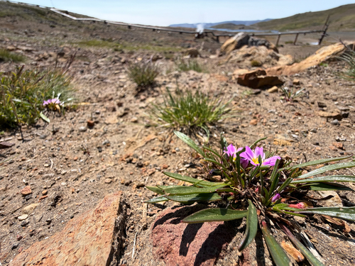 Calandrinia colchaguensis, photograph 2