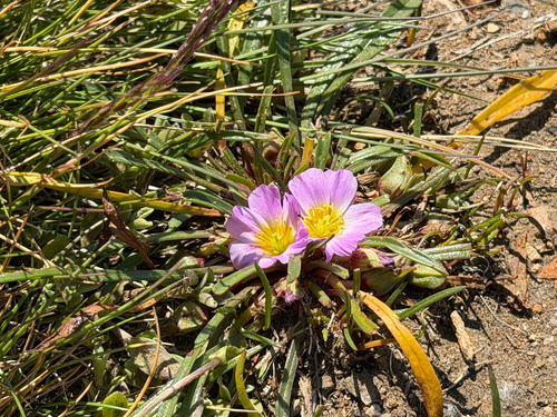 Calandrinia colchaguensis, photograph 3