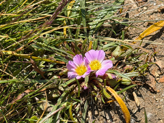 Calandrinia colchaguensis, photograph (c) Cody Hinchliff, some rights reserved (CC BY)