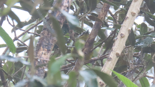 Superciliaried Hemispingus (Thlypopsis superciliaris), photo 2