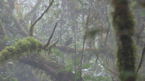 Undulated Antpitta (Grallaria squamigera), photo 8