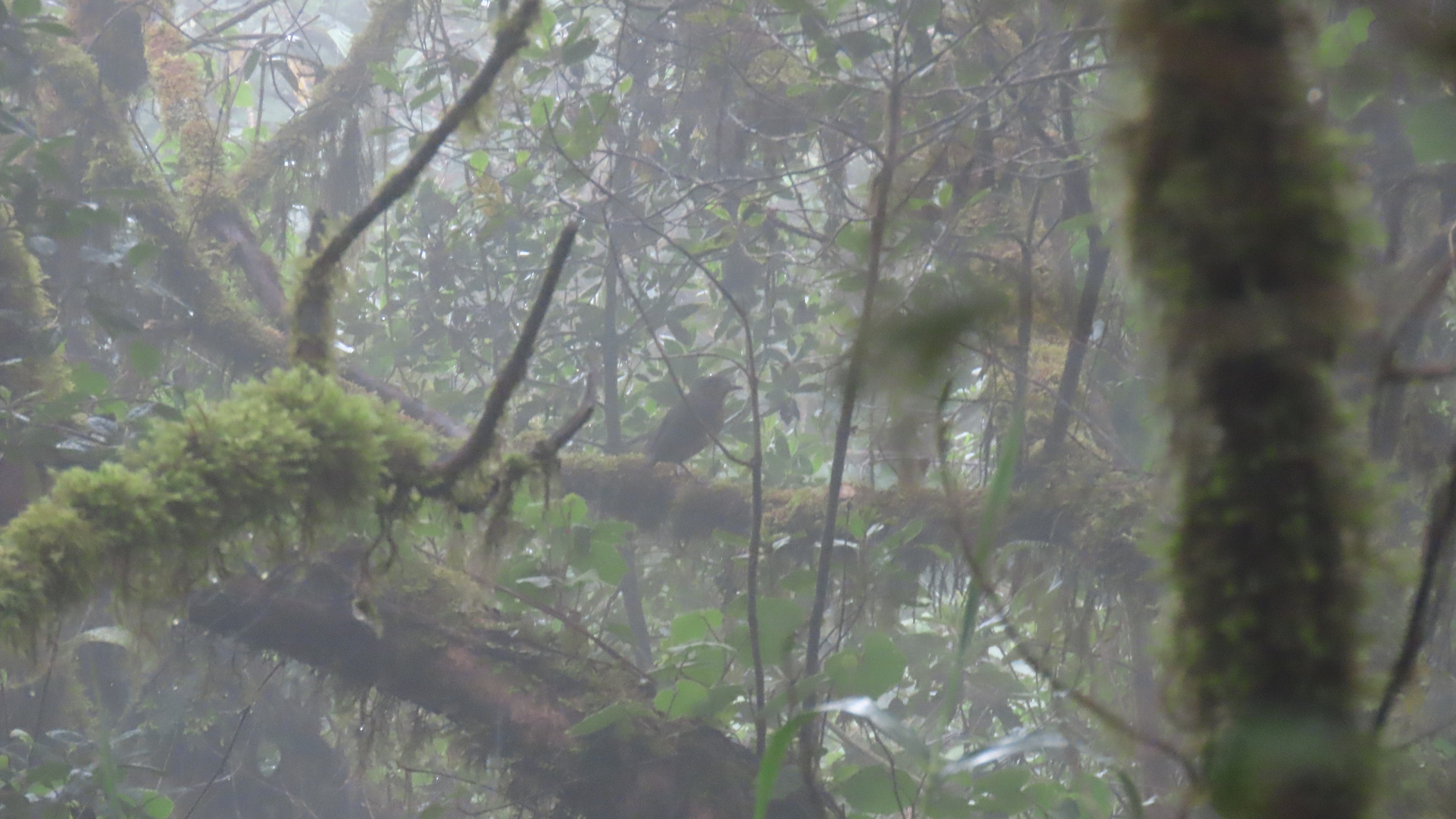 Undulated Antpitta (Grallaria squamigera), photo 9