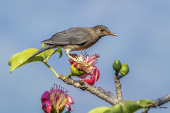 Turdus simillimus