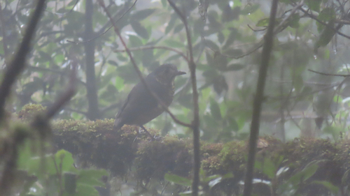 Undulated Antpitta (Grallaria squamigera)
