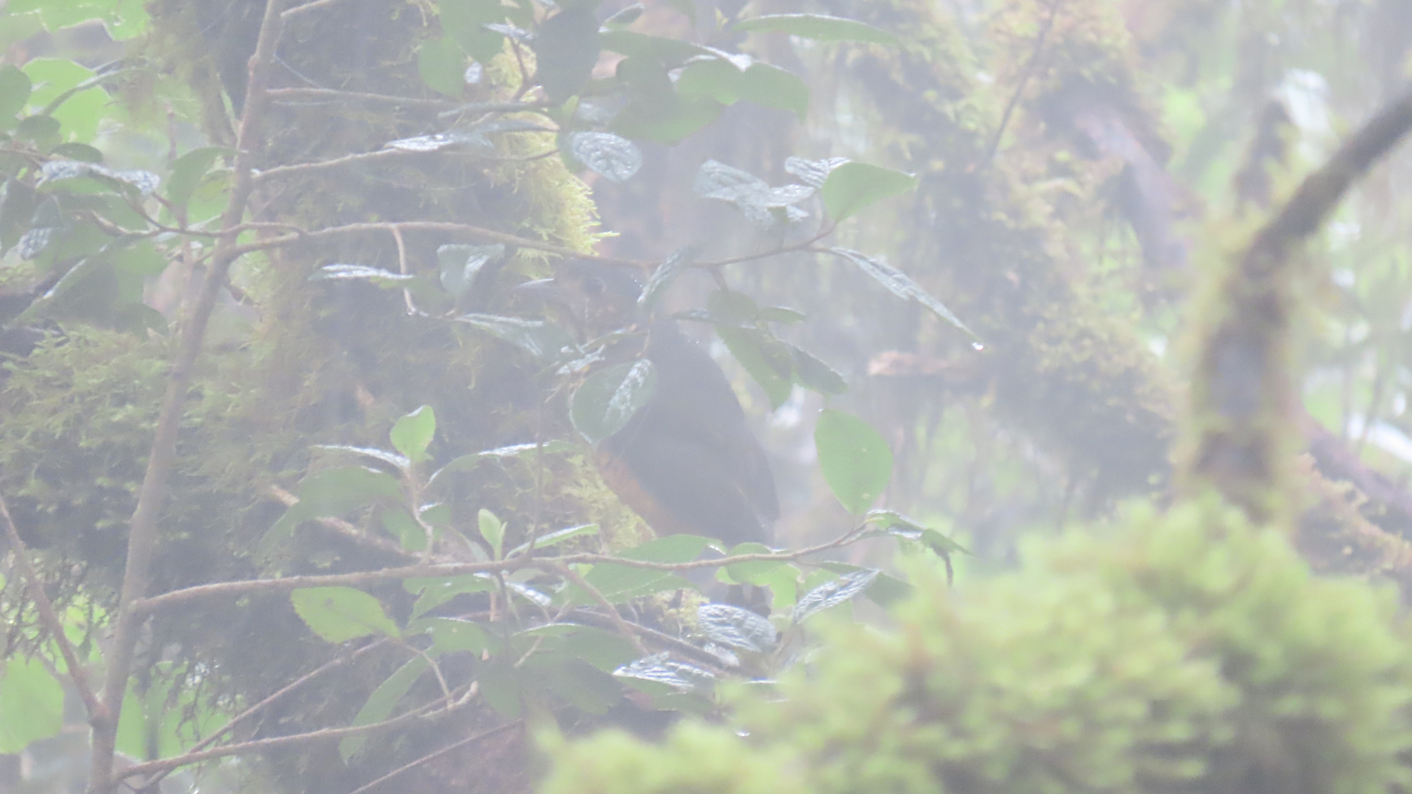 Undulated Antpitta (Grallaria squamigera), photo 2