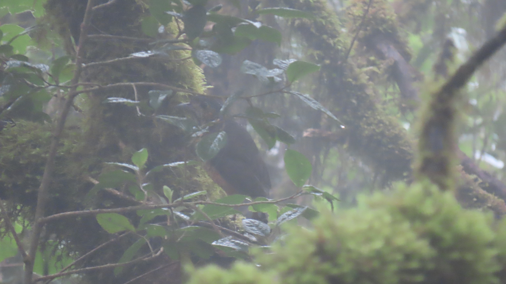Undulated Antpitta (Grallaria squamigera), photo 10