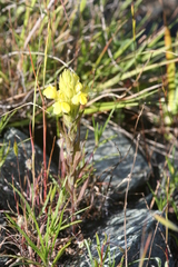Castilleja rubicundula lithospermoides