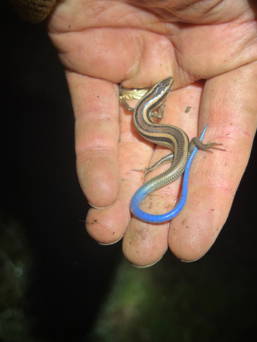iNaturalist observation photo of Gilbert's Skink
