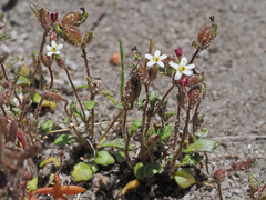 Manulea paucibarbata