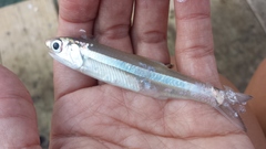 Anchoa hepsetus