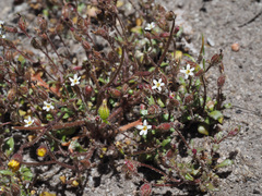 Manulea paucibarbata