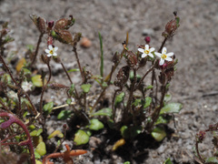 Manulea paucibarbata