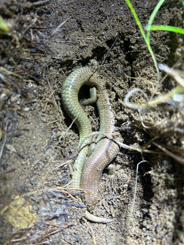 iNaturalist observation photo of Gilbert's Skink