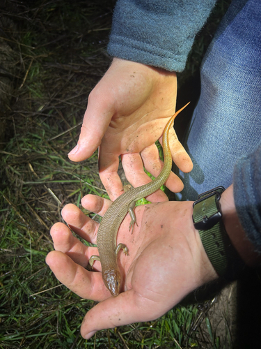 iNaturalist observation photo of Gilbert's Skink
