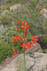 Lilium pumilum