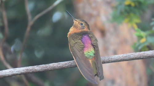 Shining Sunbeam (Aglaeactis cupripennis), photo 2