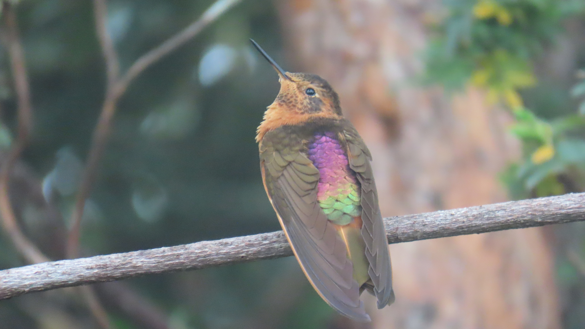 Shining Sunbeam (Aglaeactis cupripennis), photo 2