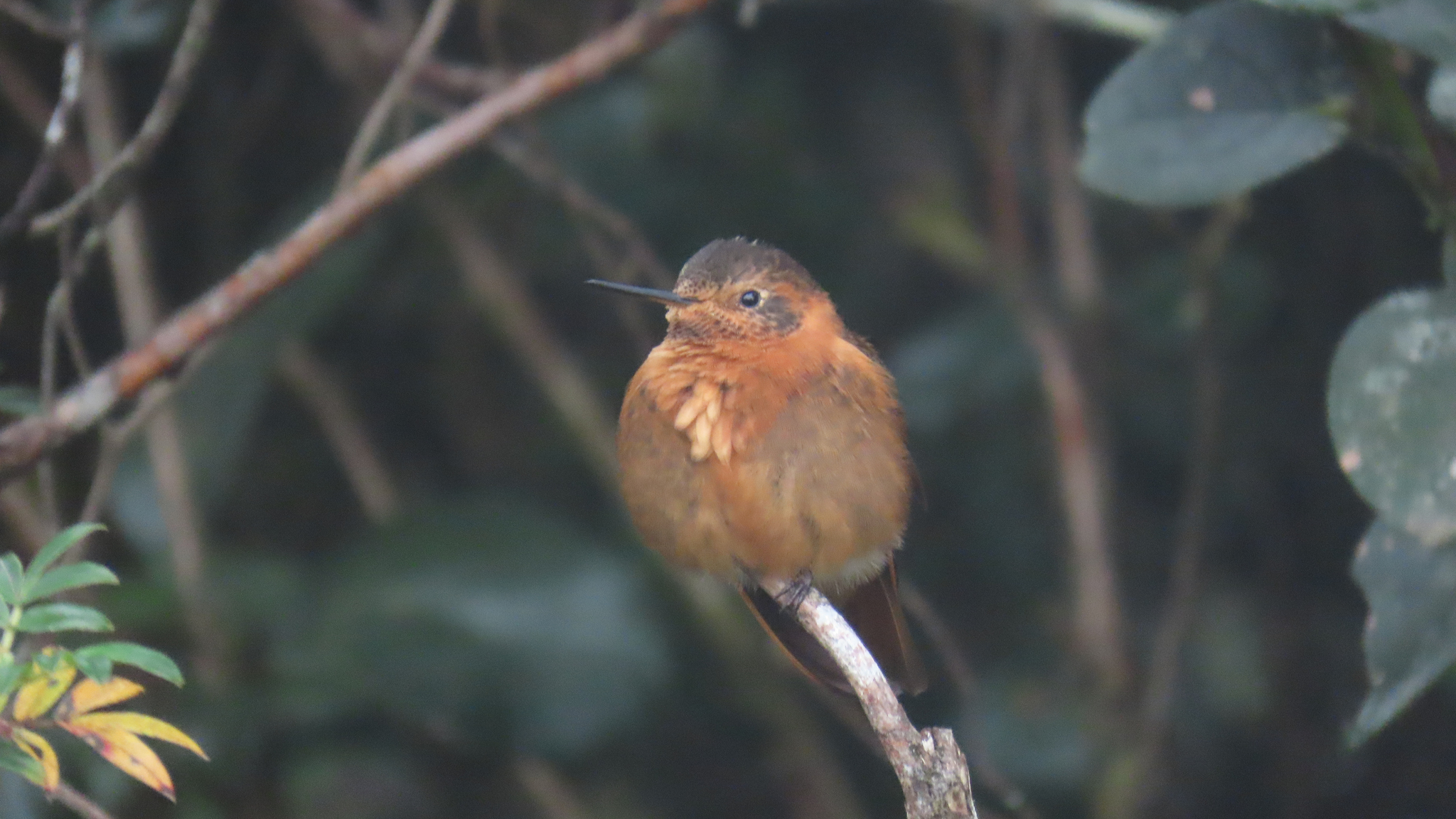 Shining Sunbeam (Aglaeactis cupripennis), photo 3