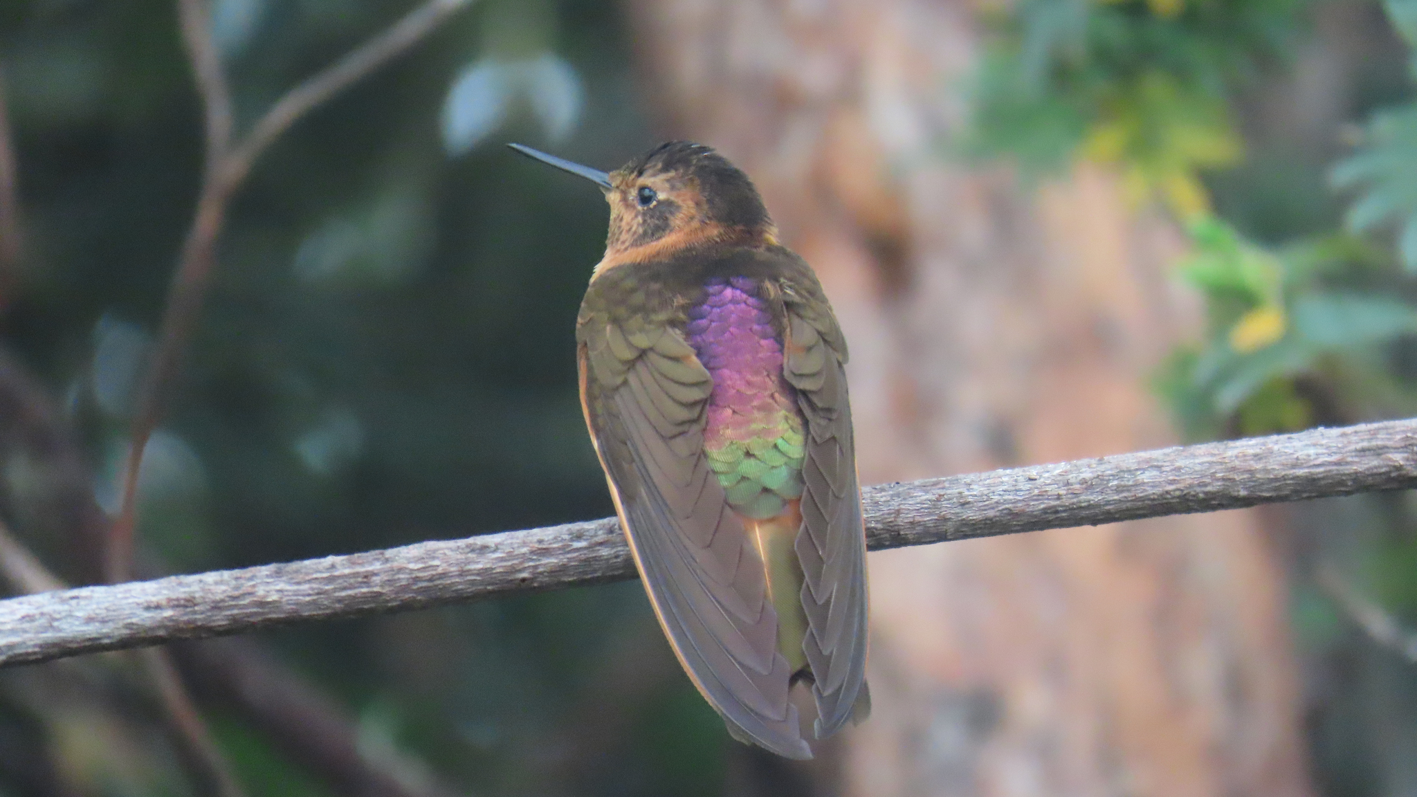 Shining Sunbeam (Aglaeactis cupripennis), photo 4