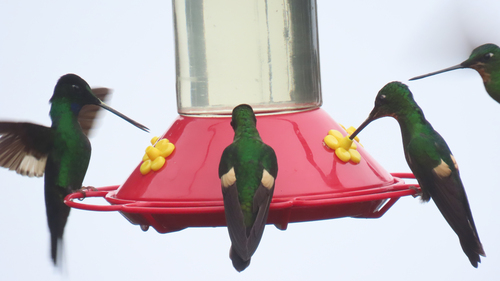 Buff-winged Starfrontlet (Coeligena lutetiae)