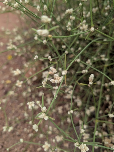 threadleaf chaff flower (Alternanthera filifolia)