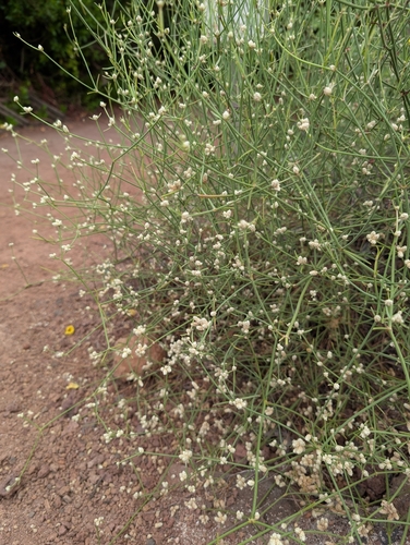 Alternanthera filifolia, photograph 2