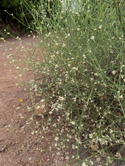Alternanthera filifolia, photograph (c) Jacob Saucier, some rights reserved (CC BY)