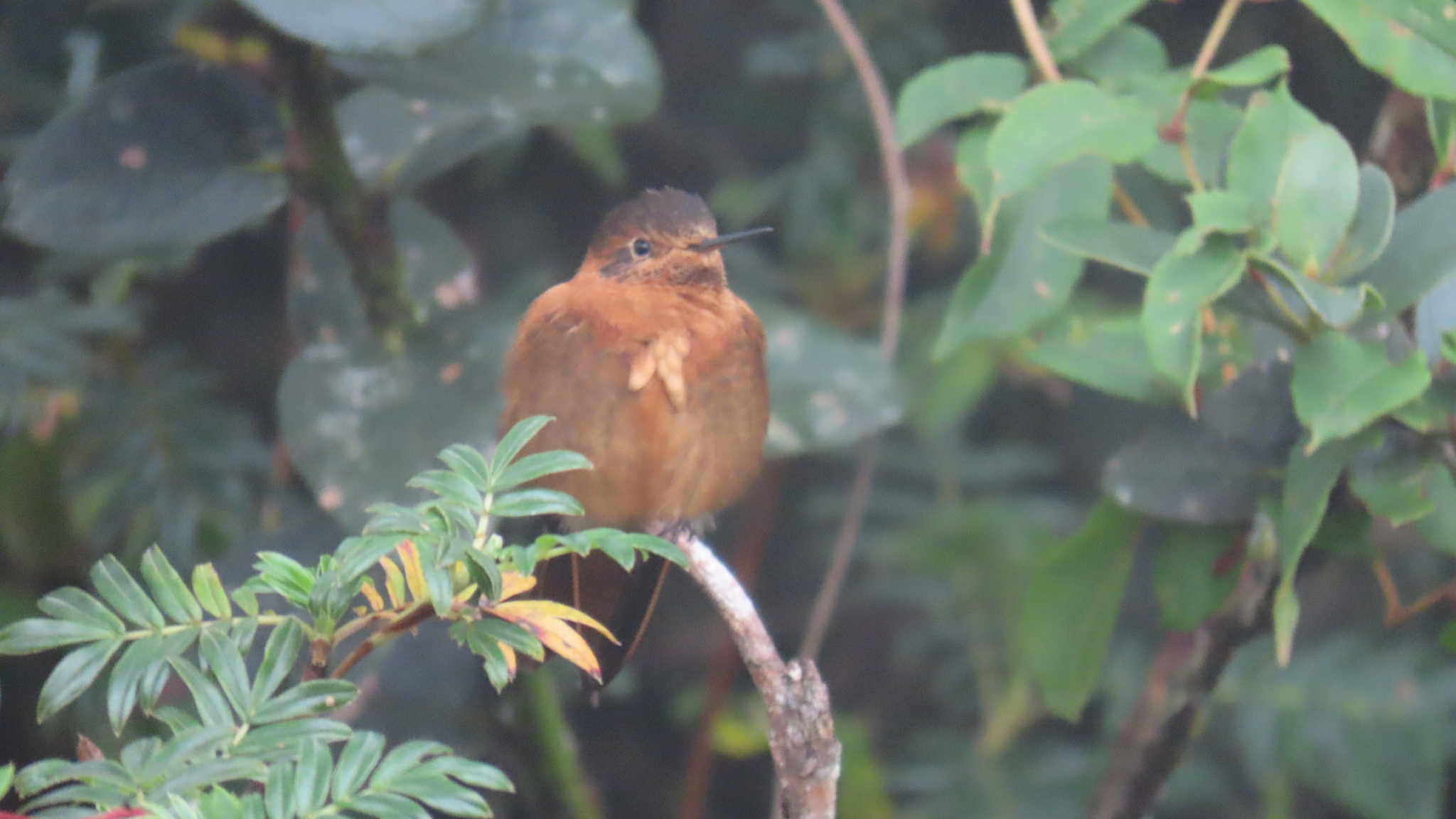 Shining Sunbeam (Aglaeactis cupripennis), photo 5