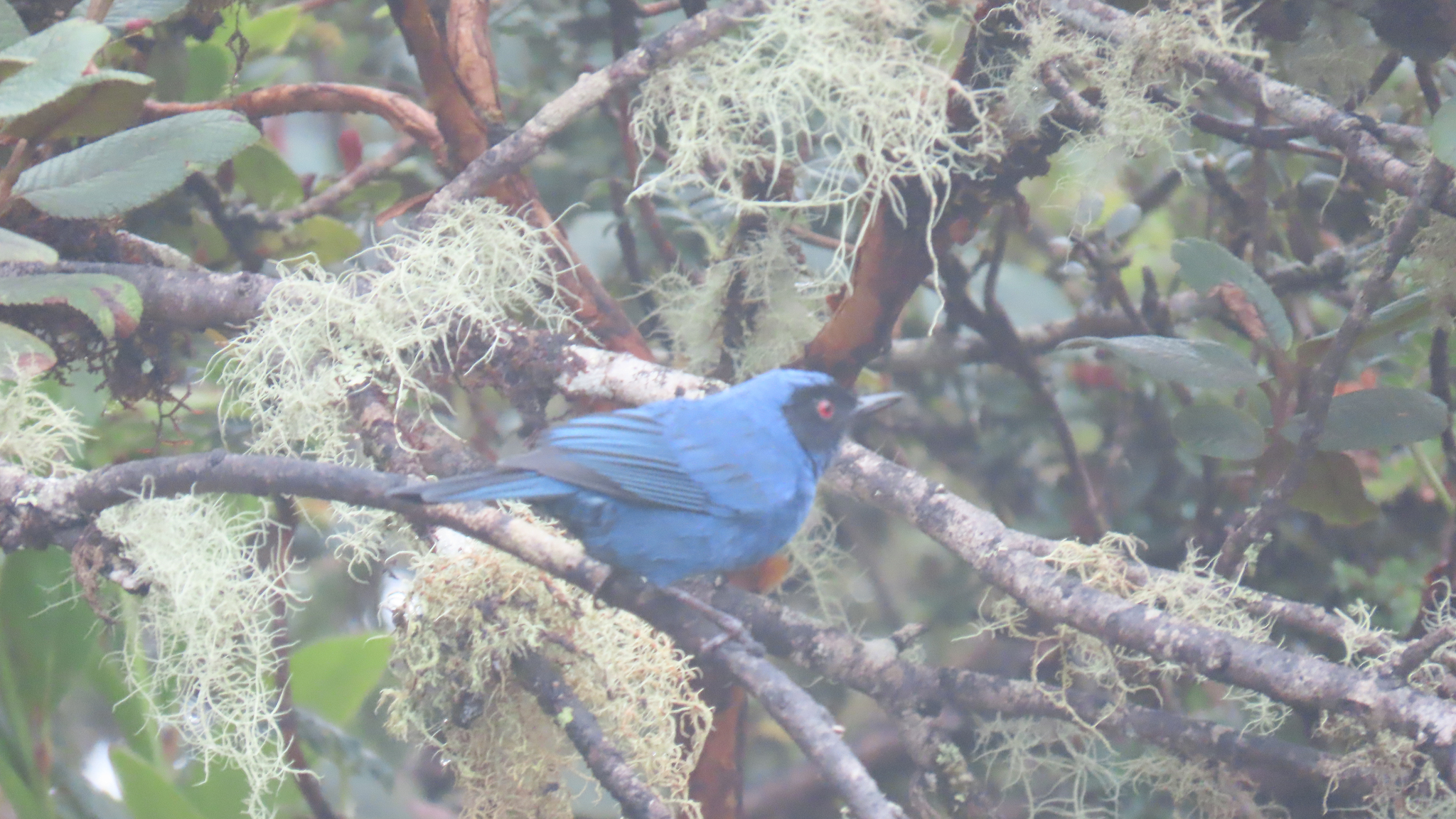 Masked Flowerpiercer (Diglossa cyanea), photo 1