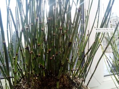 Equisetum hyemale