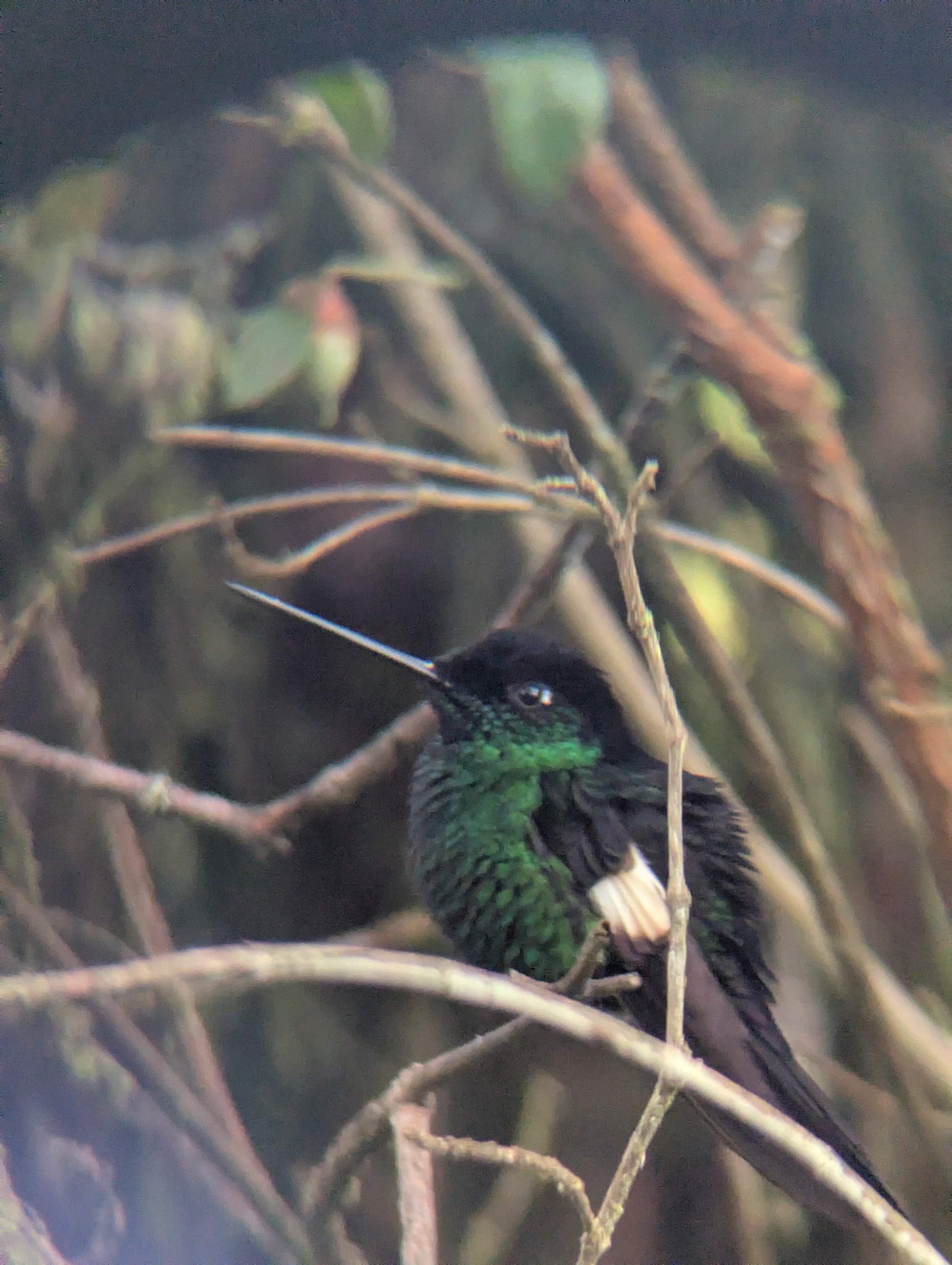 Buff-winged Starfrontlet (Coeligena lutetiae), photo 3