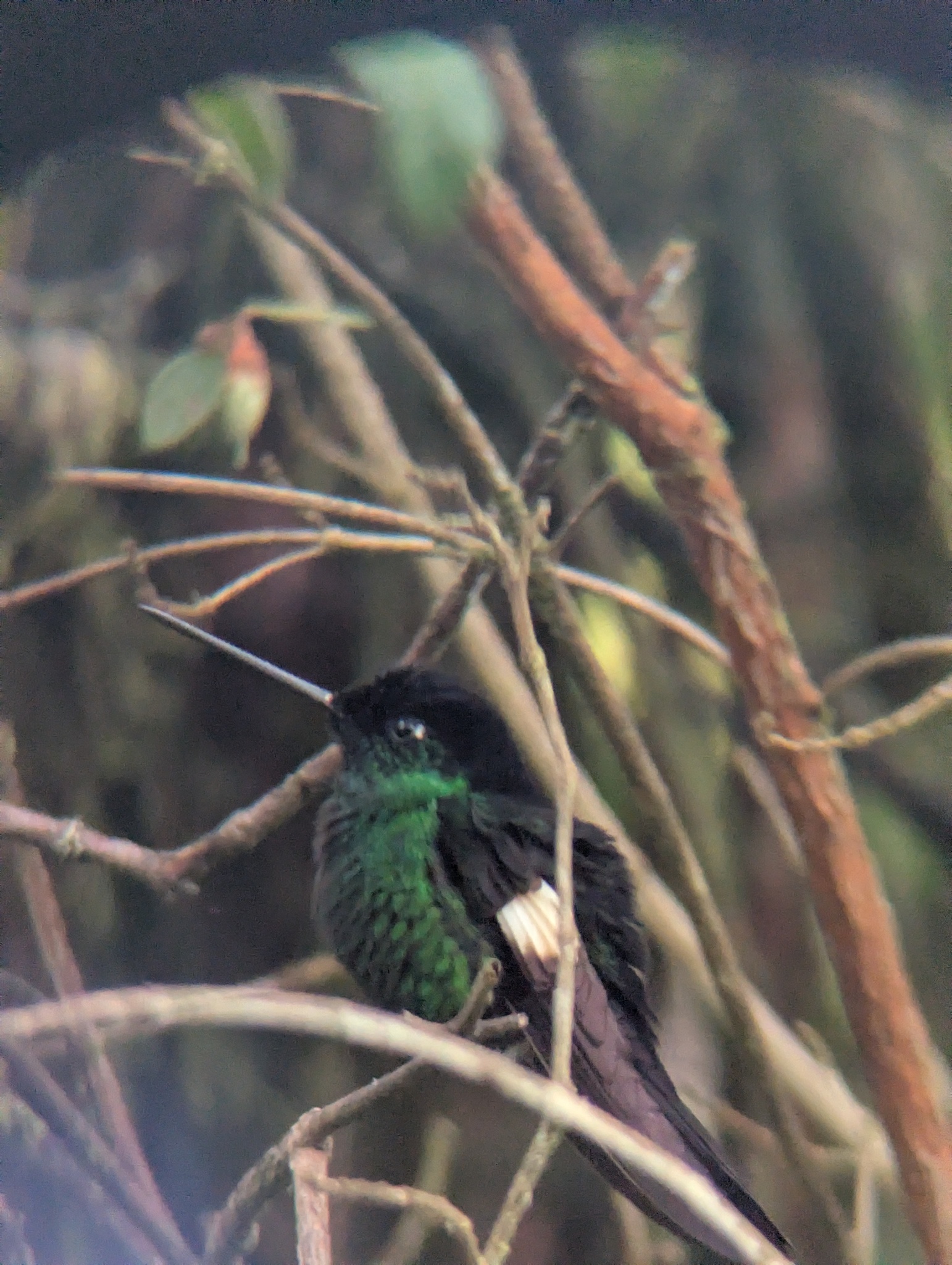 Buff-winged Starfrontlet (Coeligena lutetiae), photo 4