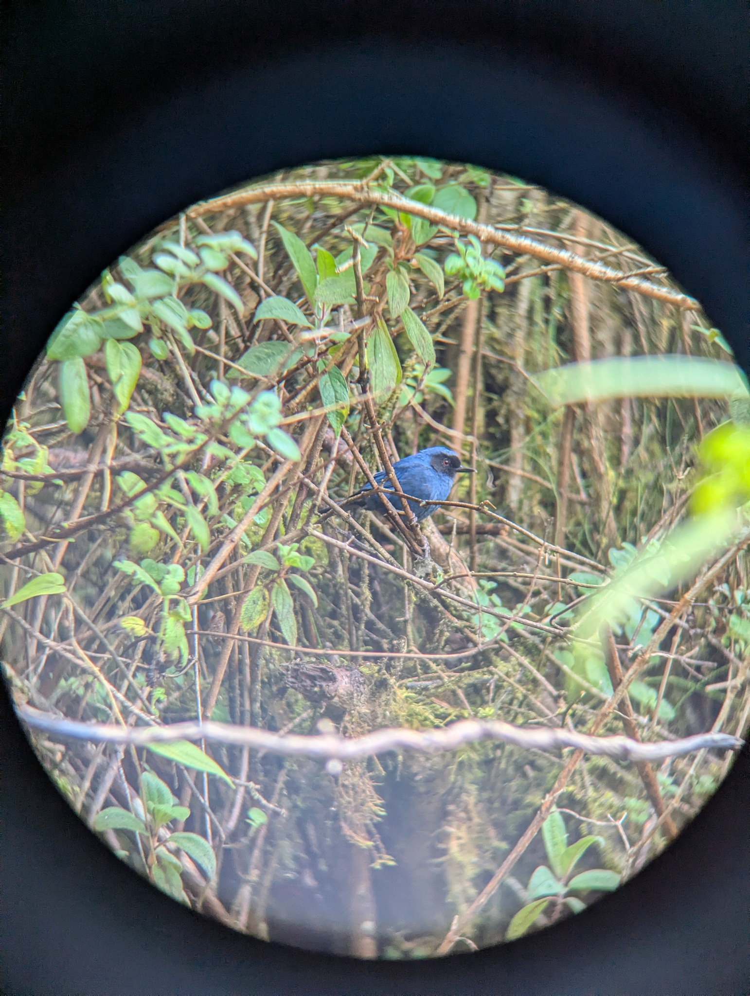 Masked Flowerpiercer (Diglossa cyanea), photo 2