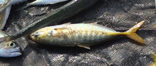 Barred yellowtail scad (Atule mate) — Carangidae