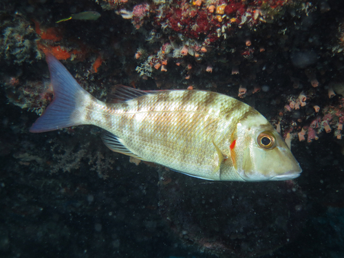 Australian emperor (Lethrinus lentjan) — Lethrinidae — 5
