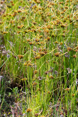 Cyperus polystachyos polystachyos