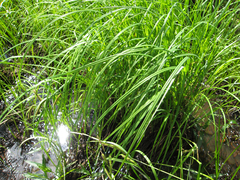 Carex acuta