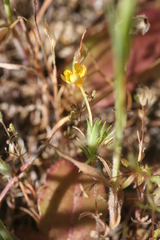 Leptosiphon acicularis