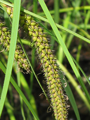 Carex acuta